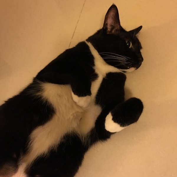 Fido, Cat of pet parent Bryan Pawshake