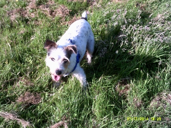 Edinburgh Dog And Cat Home Jobs Edinburgh Dog And Cat Home Jobs