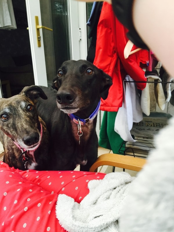 Greyhound Jez, Dog of pet parent Cee Pawshake
