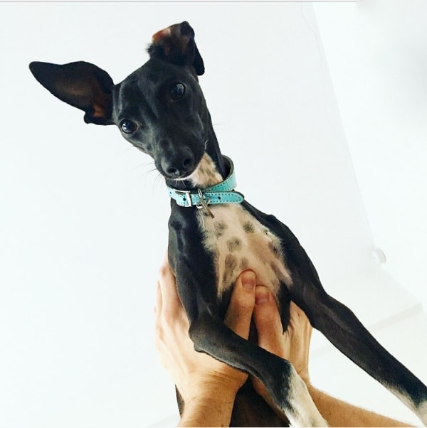 Italian Greyhound Winston, Dog of pet parent Laura Pawshake