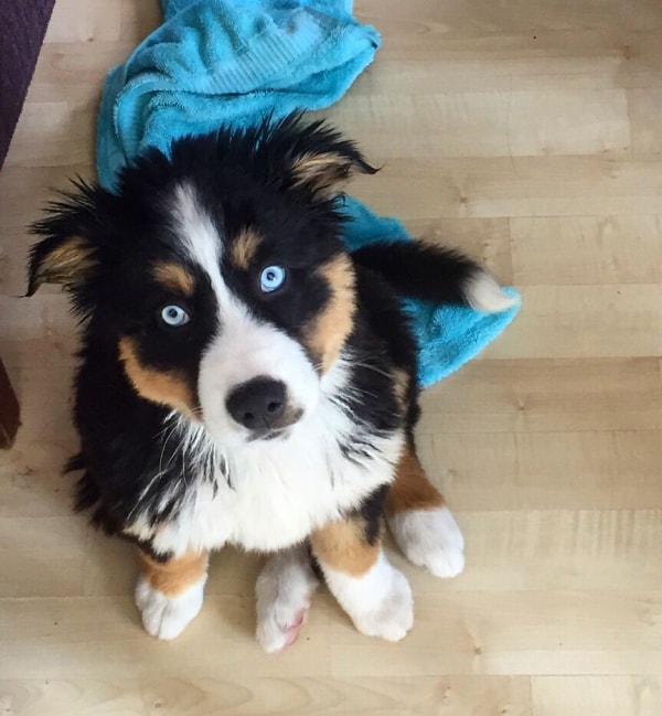 bernese mountain dog and