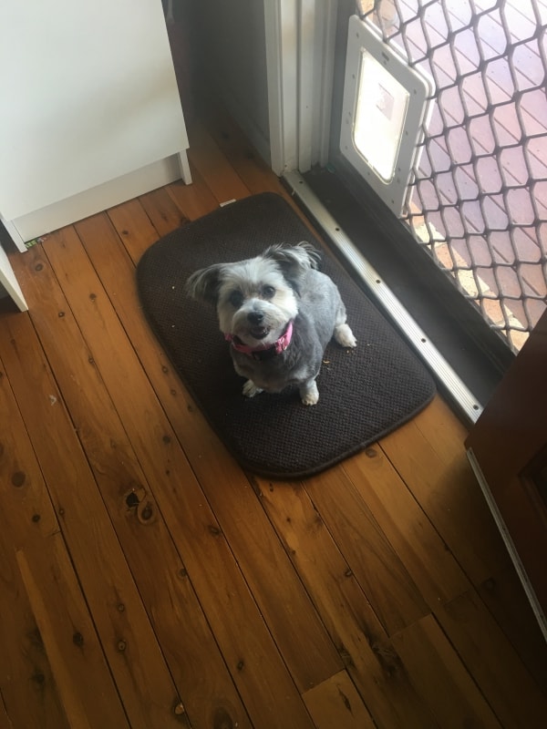 Maltese Shih Tzu X Phoenix, Dog of pet parent Ash And