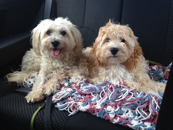 cat sitter north york