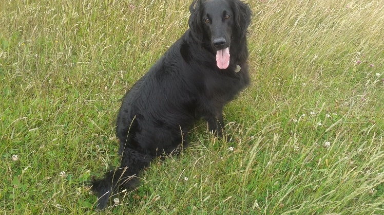 pet sitters east sussex pet sitters east sussex