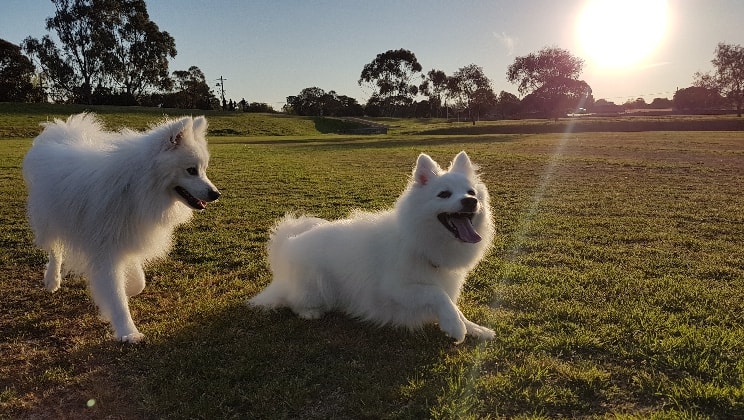 Michelle Pet Sitter In Rowville Vic Pawshake Com Au