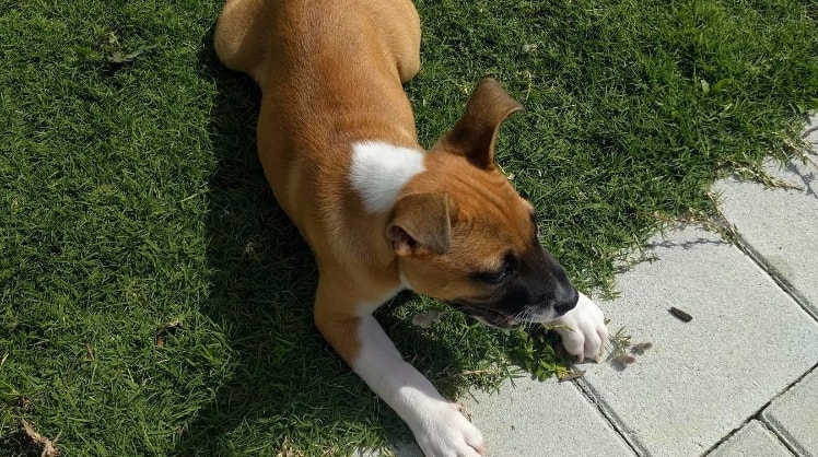What Kind Of Dog Does Jodie Foster Have Jodie | Pet sitter in Marangaroo WA | Pawshake.com.au