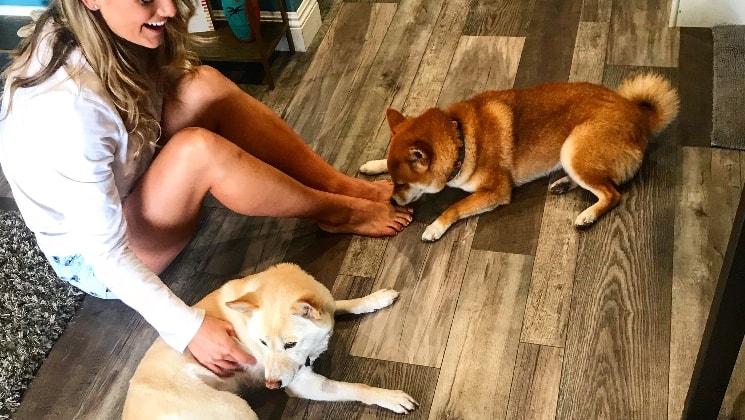 dog sitt