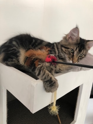 Mika in Luxembourg back image