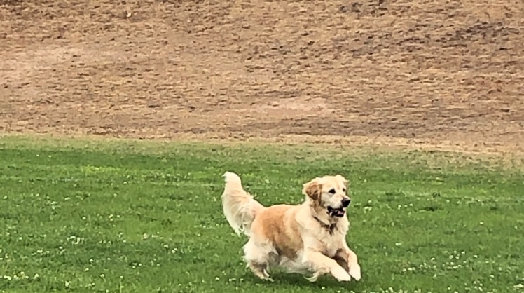 retriever preferred dog kennel
