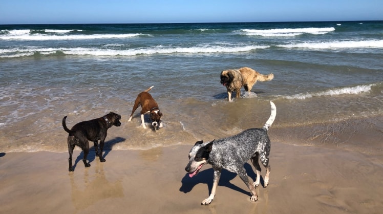 Kadri in Teneriffe back image