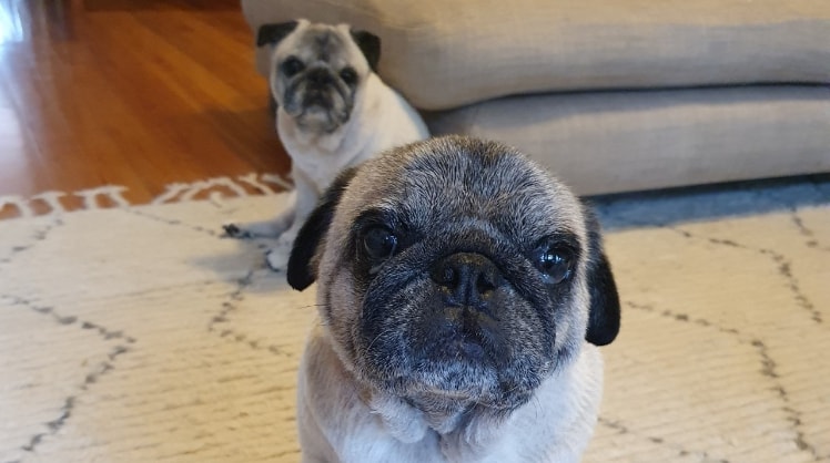 Stephanie in Erskineville back image