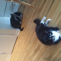 Luna, Bella Luna, Bella