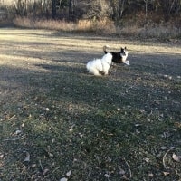 Brooke, Wollie Brooke, Wollie