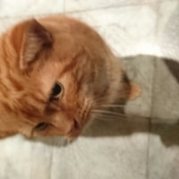 Stewie Stewie