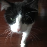 Jack Jack