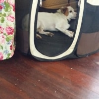 Cooper Cooper