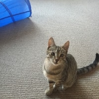 Fuzzball Fuzzball