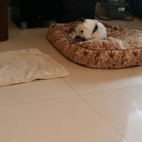 Lilli Lilli