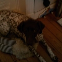 Toby Toby