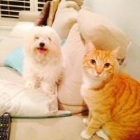 Buddy, Carlo Buddy, Carlo