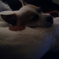 Brax (left) Brax (left)