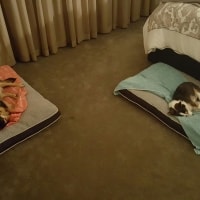 Bella, Nala Bella, Nala
