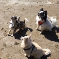 Huxley, Penny, Husky Zheng Huxley, Penny, Husky Zheng