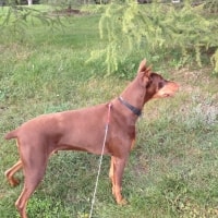 Apollo Apollo