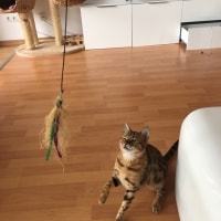 Kisa Kisa