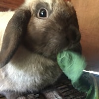 Chewy Chewy