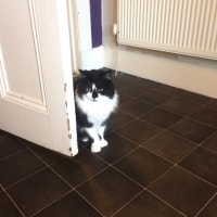 Neko Neko