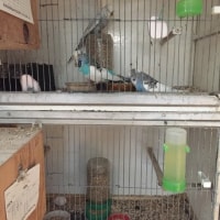 Budgies Budgies