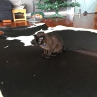 Neko Neko