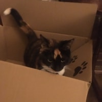 Selina Selina