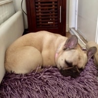 Baxter, Poppy Baxter, Poppy