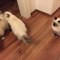 Galilée, Milady, Merlin Galilée, Milady, Merlin