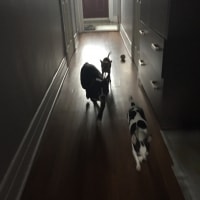 Romeo, Suki, Lexi Romeo, Suki, Lexi