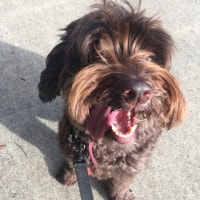 Coco Coco