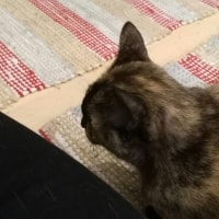 Salli Salli