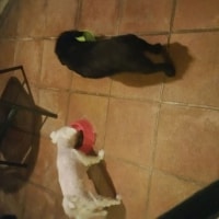 Oreo, Fluffy Oreo, Fluffy