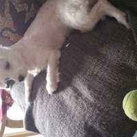 Fluffy Fluffy