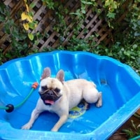 Baxter, Poppy Baxter, Poppy