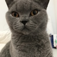 Oscar Oscar