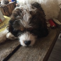 Charlie Charlie