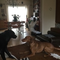 Briek, Luca Briek, Luca