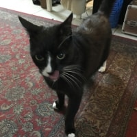 Kees Meeows Kees Meeows