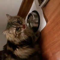 Cleopatra Cleopatra