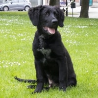 Balou Balou