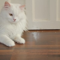 Bella Bella