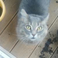 Mishu Mishu